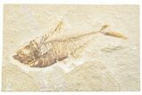 Fossil Fish (Diplomystus) - Green River Formation #217609-1